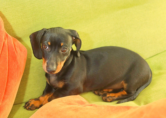 pet photography Scotland