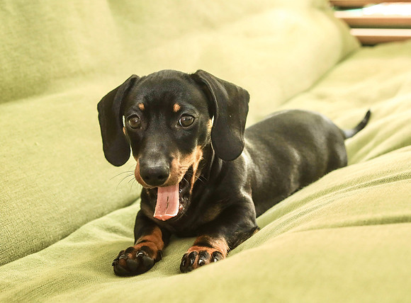 pet photography Scotland