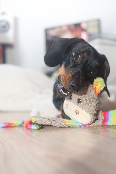 pet photography Scotland
