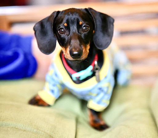pet photography Scotland