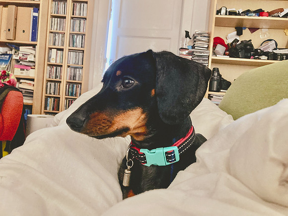 pet photography Scotland