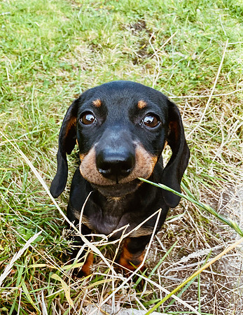 pet photography Scotland