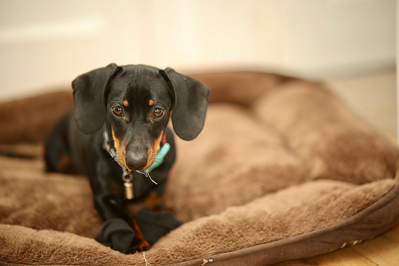 pet photography Scotland