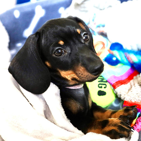 pet photography Scotland