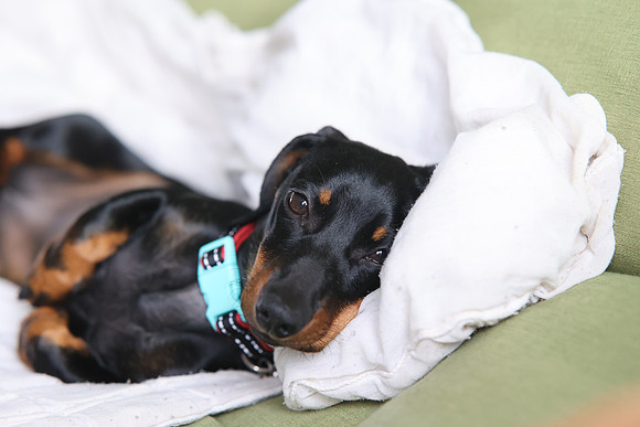 pet photography Scotland