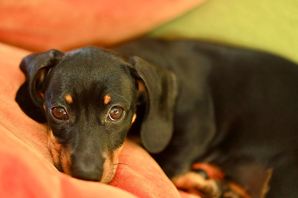 pet photography Scotland