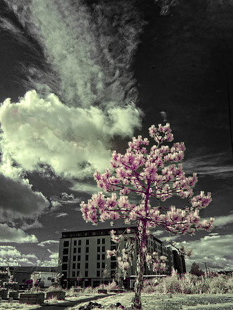 infrared photography, Fine Art photography Scotland, UK by event and corporate photographer, Colin Wright, www.colinwrightphotography.co.uk and www.edinburghphotographer.com