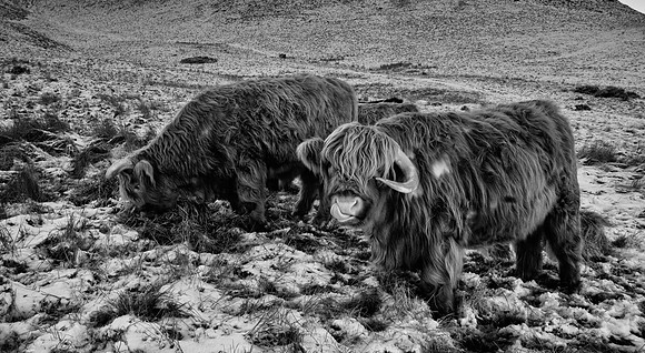 Highland Cow, Pentland Hills, Edinburgh, Infrared photography, Scotland, UK by wedding, event and corporate photographer, Colin Wright, www.colinwrightphotography.co.uk and www.edinburghphotographer.c