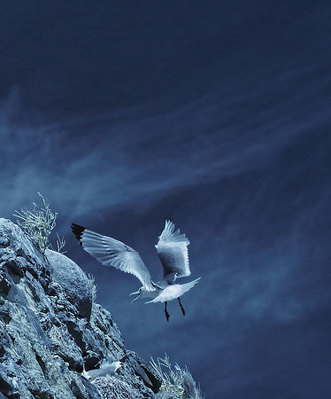 Infrared photography Scotland