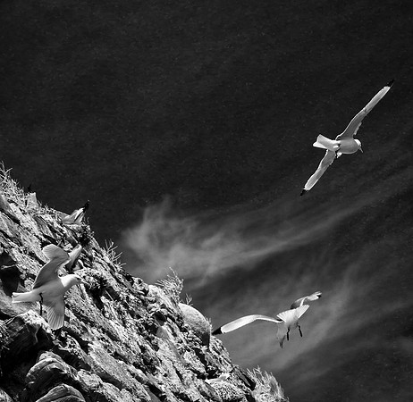 Infrared photography Scotland